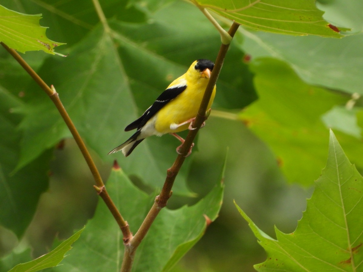 American Goldfinch - ML640887853