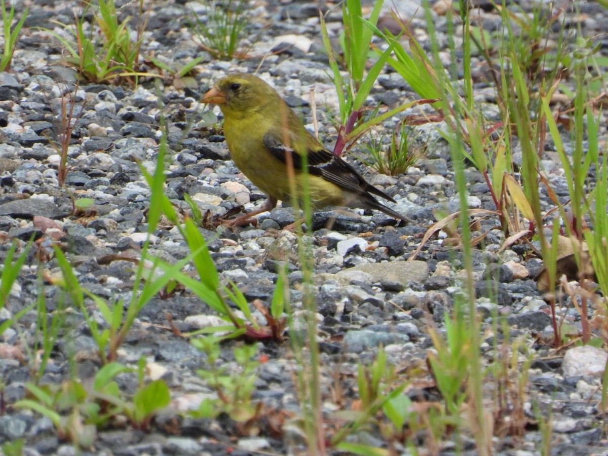 American Goldfinch - ML640887854