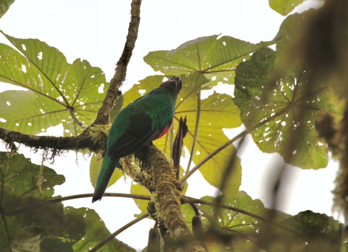 Quetzal doré - ML640887855