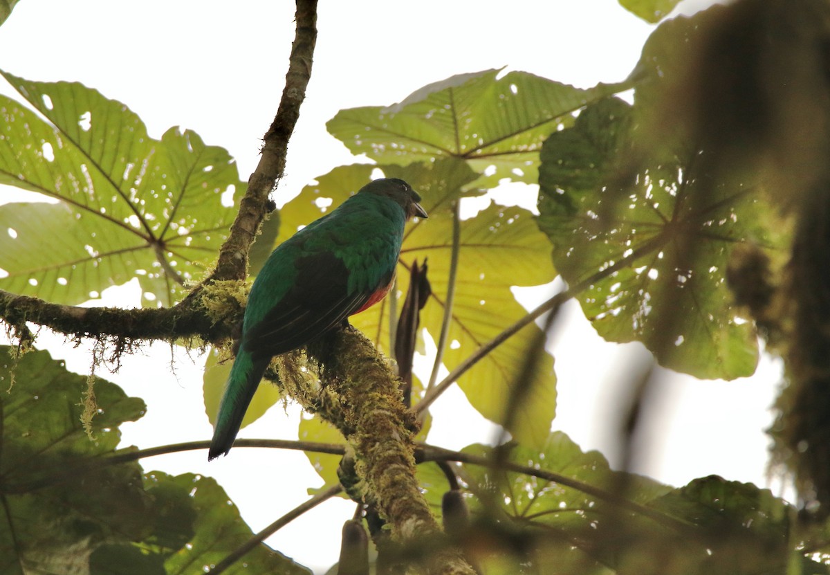Quetzal doré - ML640887857