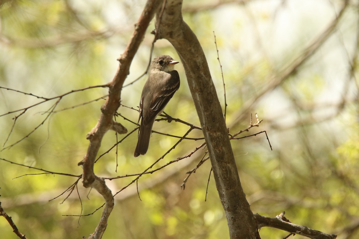Eastern Wood-Pewee - ML640887859