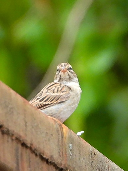 Chipping Sparrow - ML640887860