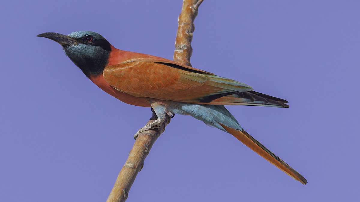 Northern Carmine Bee-eater - ML640887872