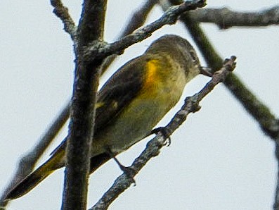 American Redstart - ML640887876