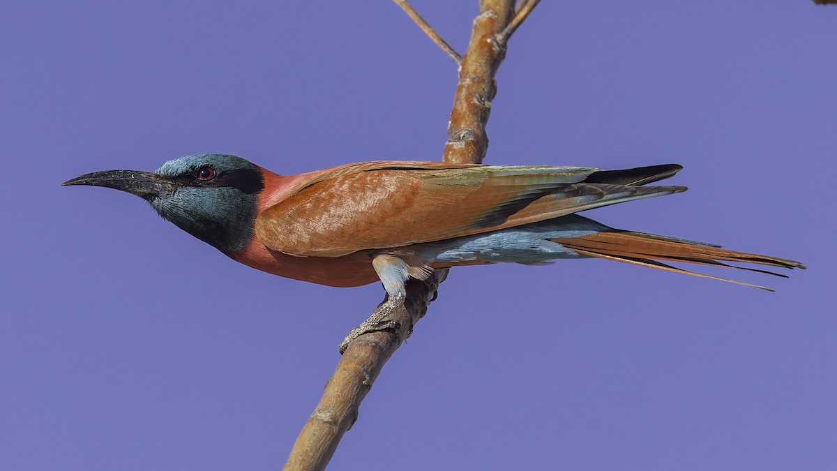 Northern Carmine Bee-eater - ML640887878
