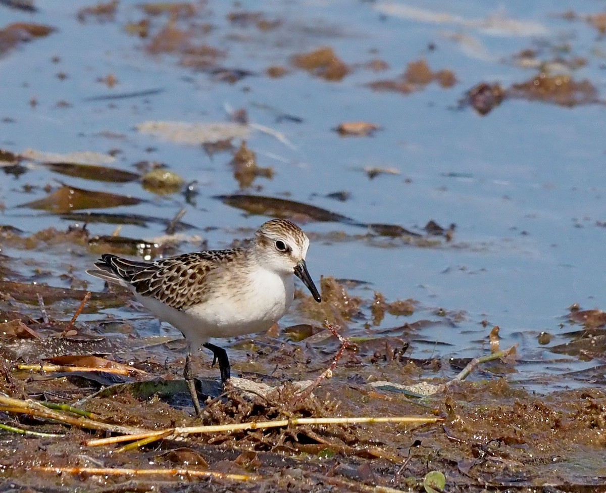 Semipalmated Sandpiper - ML640887882