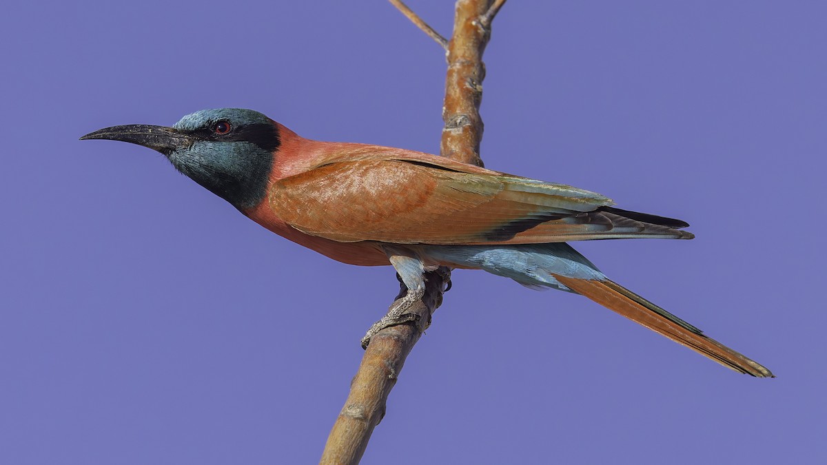Northern Carmine Bee-eater - ML640887883