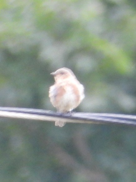 Eastern Bluebird - ML640887912