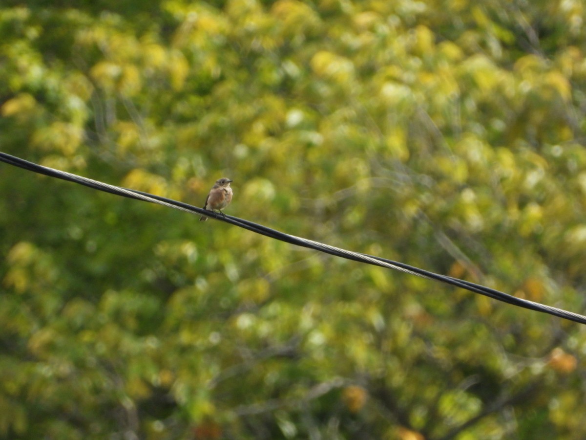 Eastern Bluebird - ML640887913