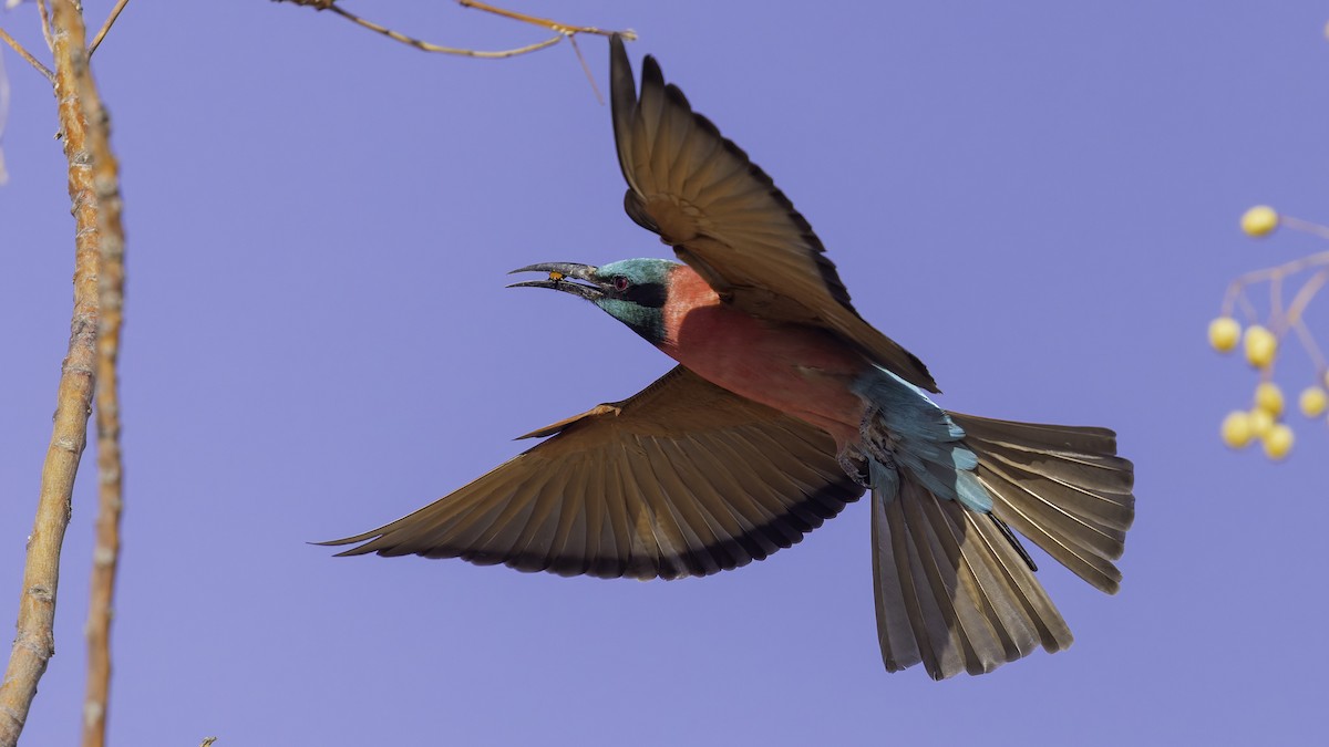 Northern Carmine Bee-eater - ML640887915