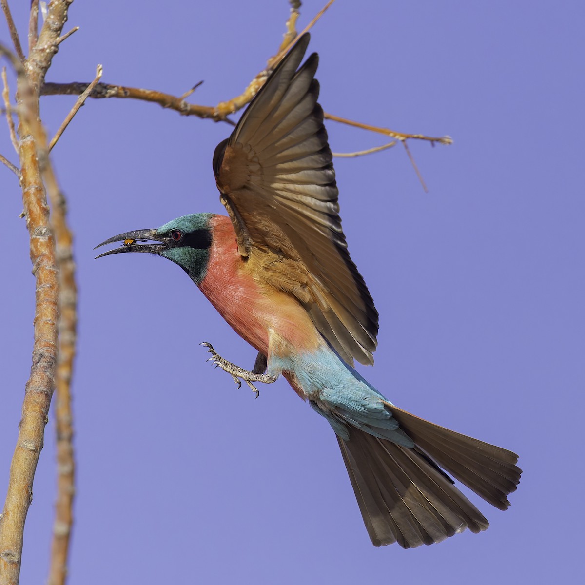 Northern Carmine Bee-eater - ML640887925