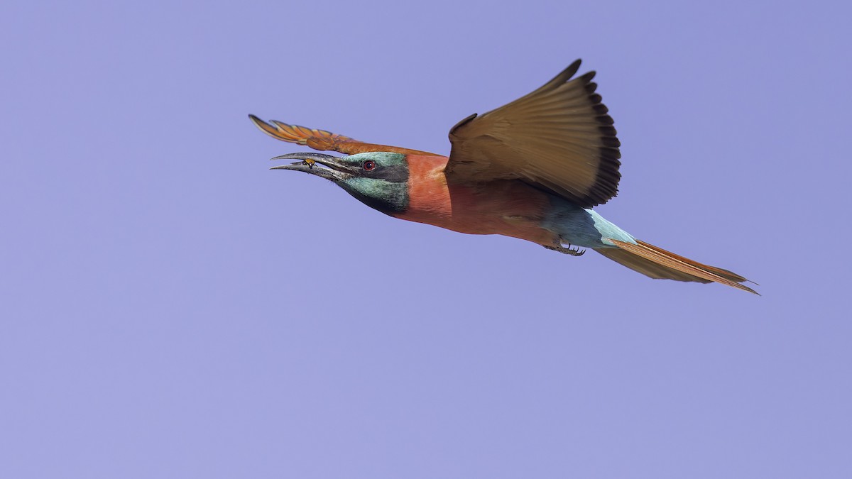 Northern Carmine Bee-eater - ML640887931