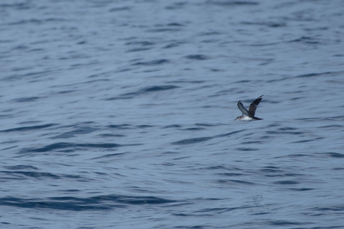 Black-vented Shearwater - ML640887941