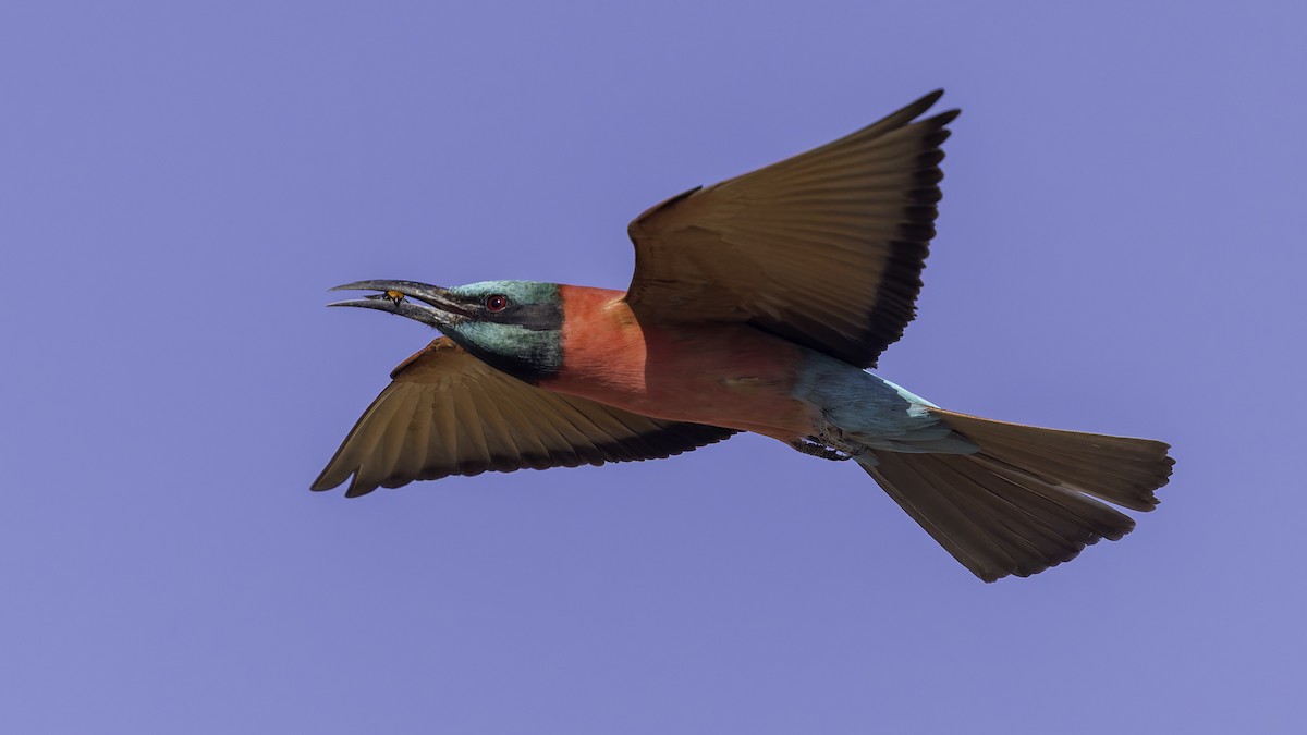 Northern Carmine Bee-eater - ML640887948