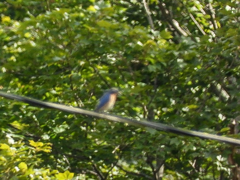 Eastern Bluebird - ML640887949