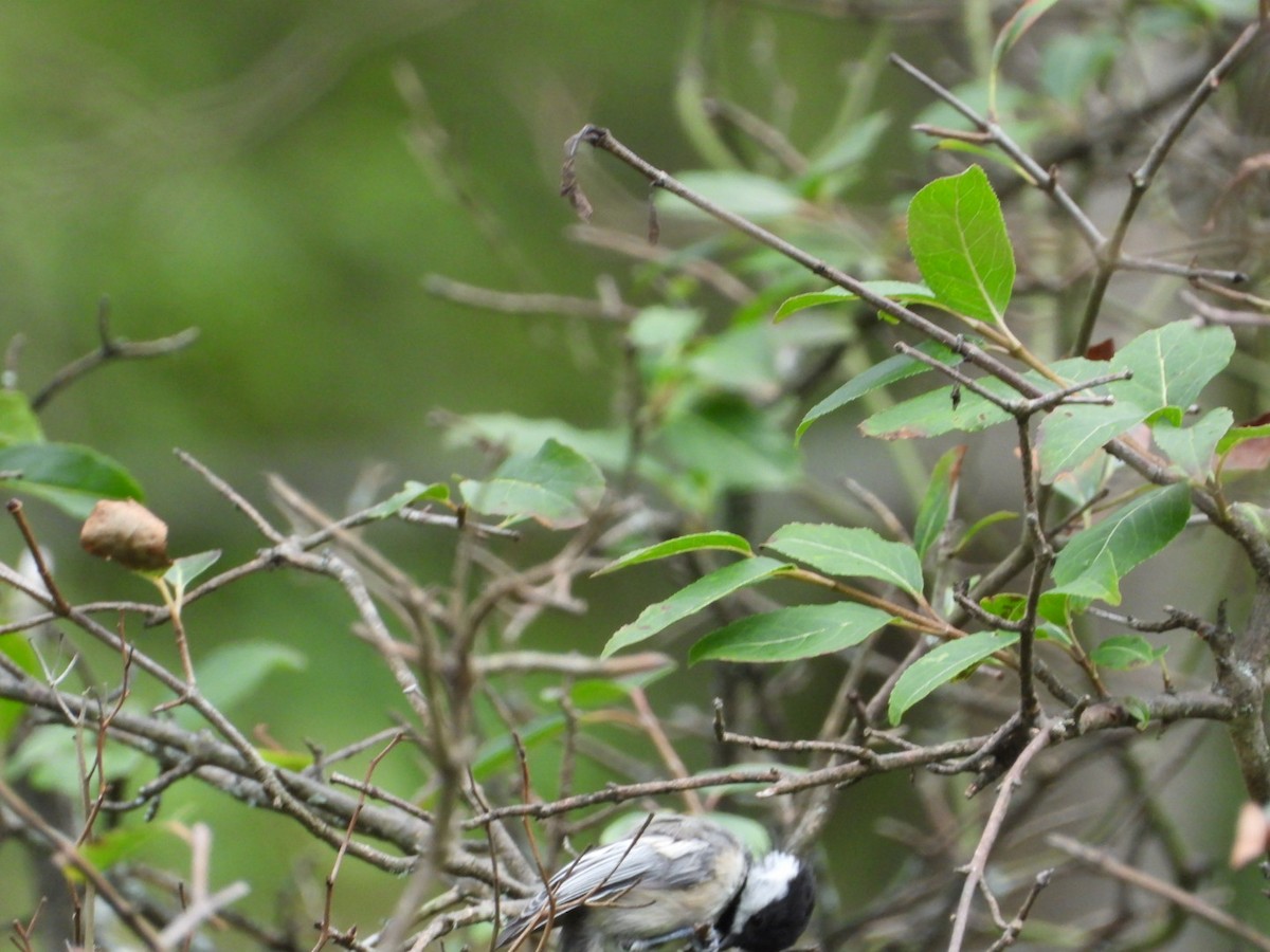 Black-capped Chickadee - ML640887972