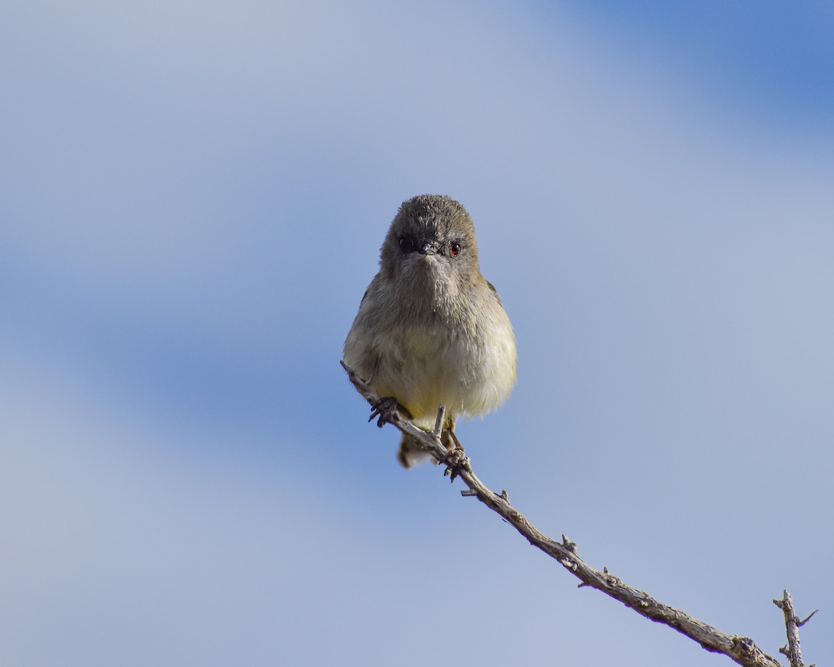 Gray Gerygone - ML640888022