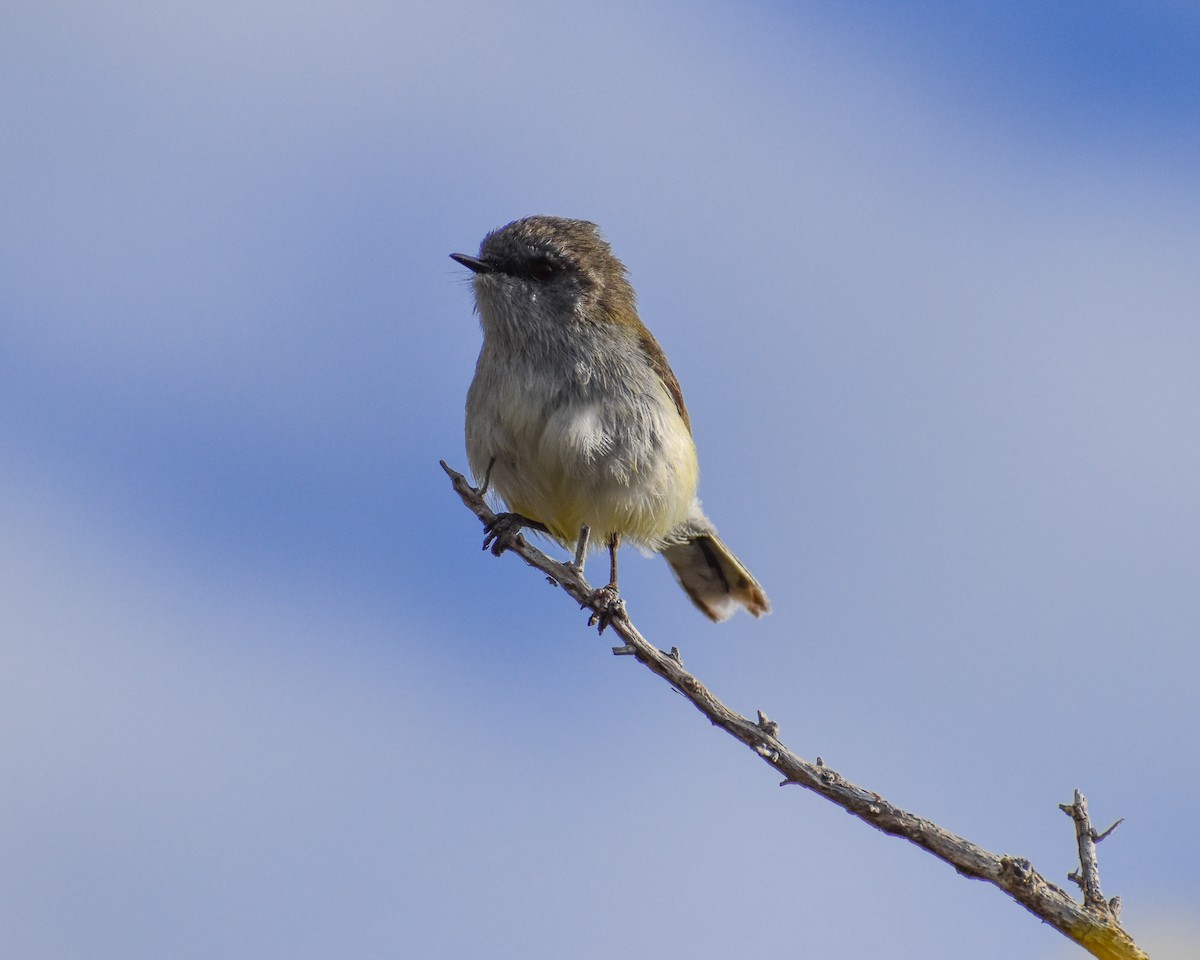 Gray Gerygone - ML640888023