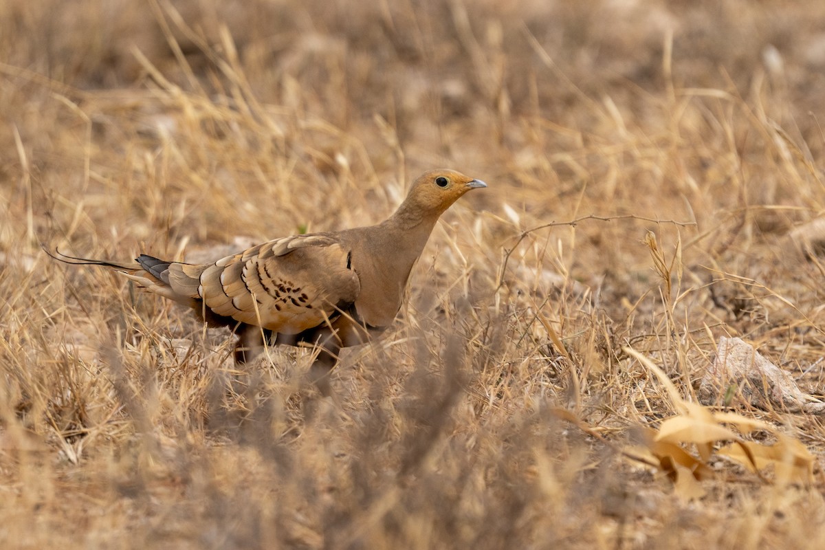 Chestnut-bellied Sandgrouse - ML640888101