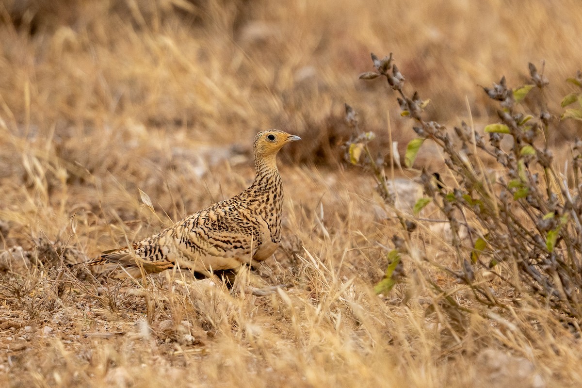 Chestnut-bellied Sandgrouse - ML640888102