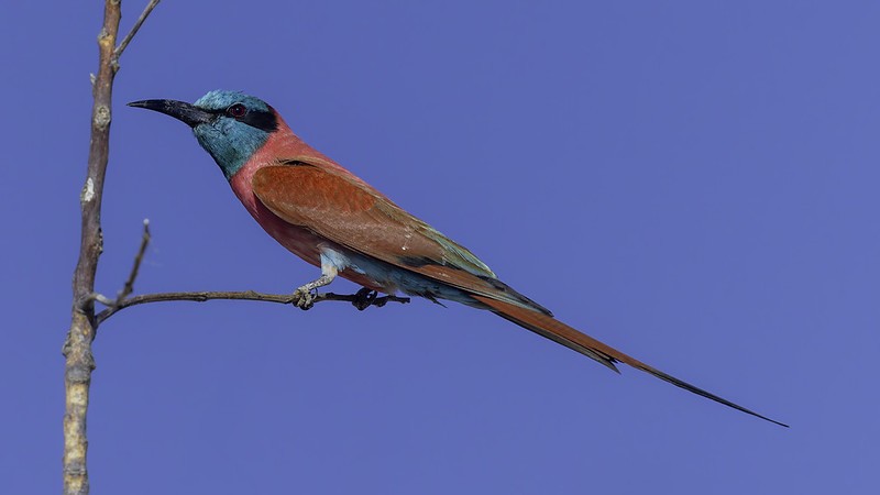 Northern Carmine Bee-eater - ML640888126