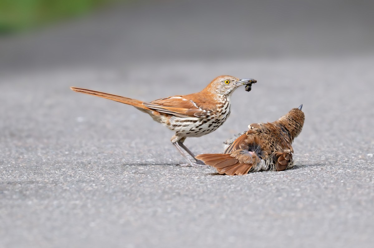 Brown Thrasher - ML640888134