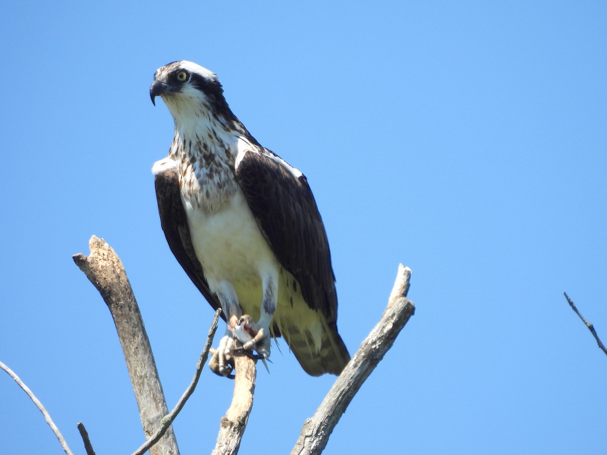 Osprey - ML640888152