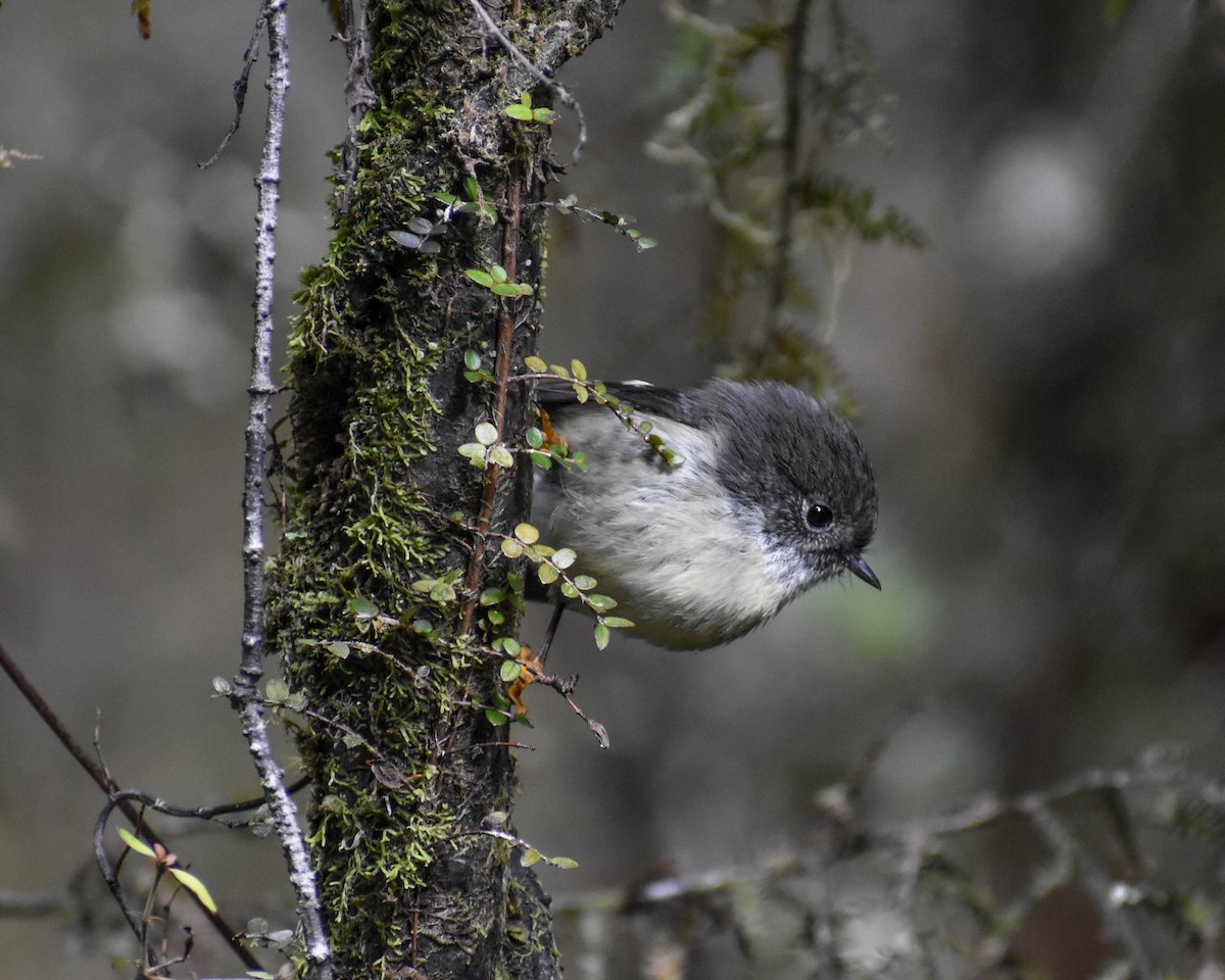 maoriflueskvett - ML640888168