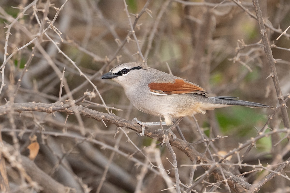 Three-streaked Tchagra - ML640888169