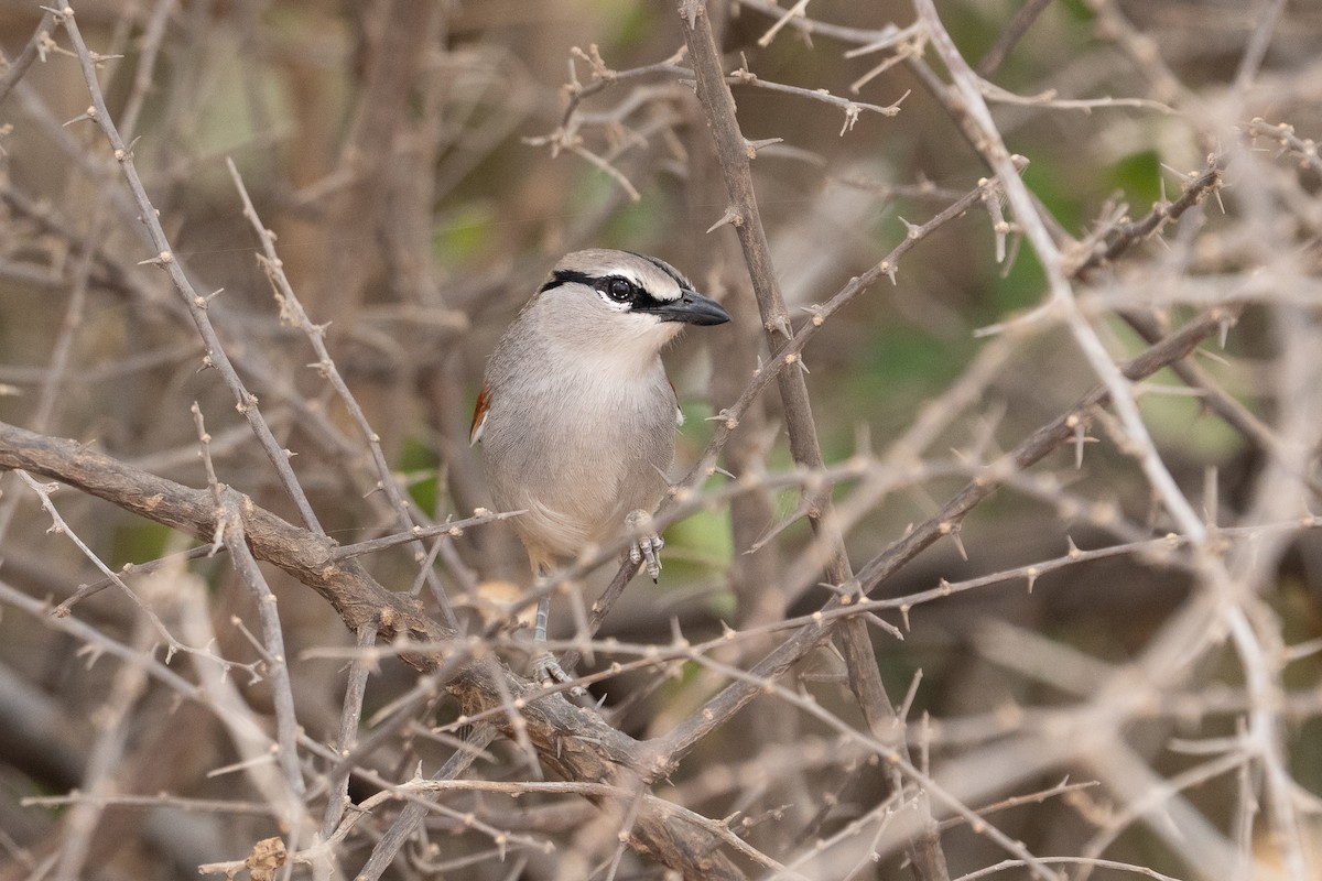 Three-streaked Tchagra - ML640888170