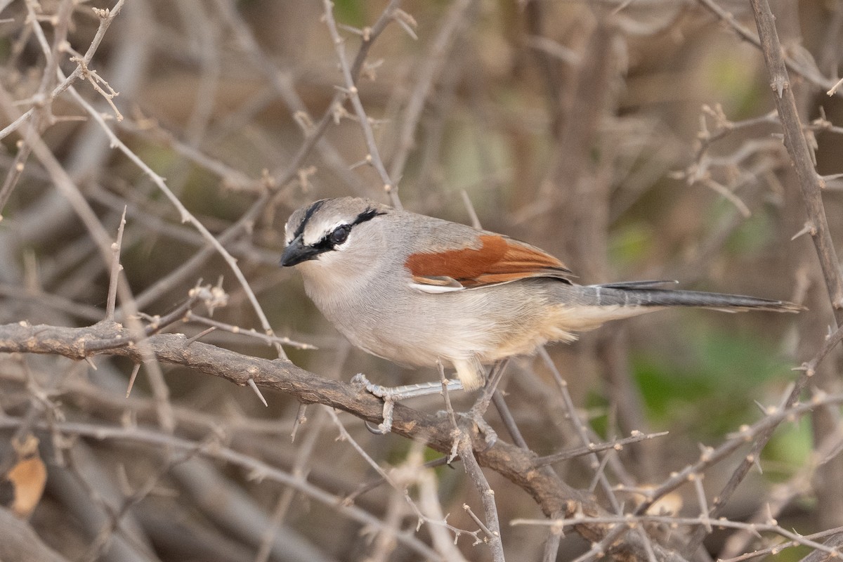 Three-streaked Tchagra - ML640888171