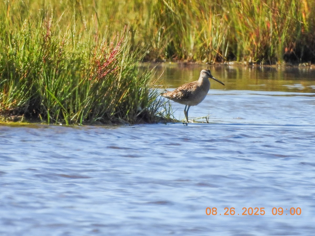 Short-billed Dowitcher - ML640888173