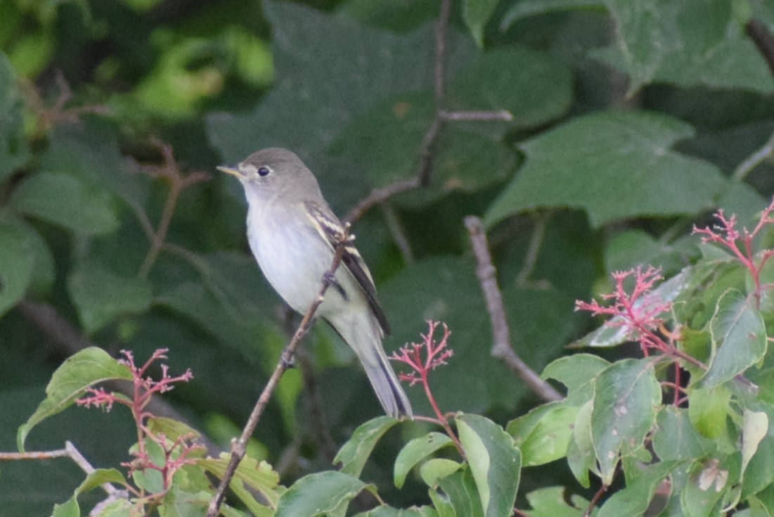 Alder/Willow Flycatcher (Traill's Flycatcher) - ML640888232