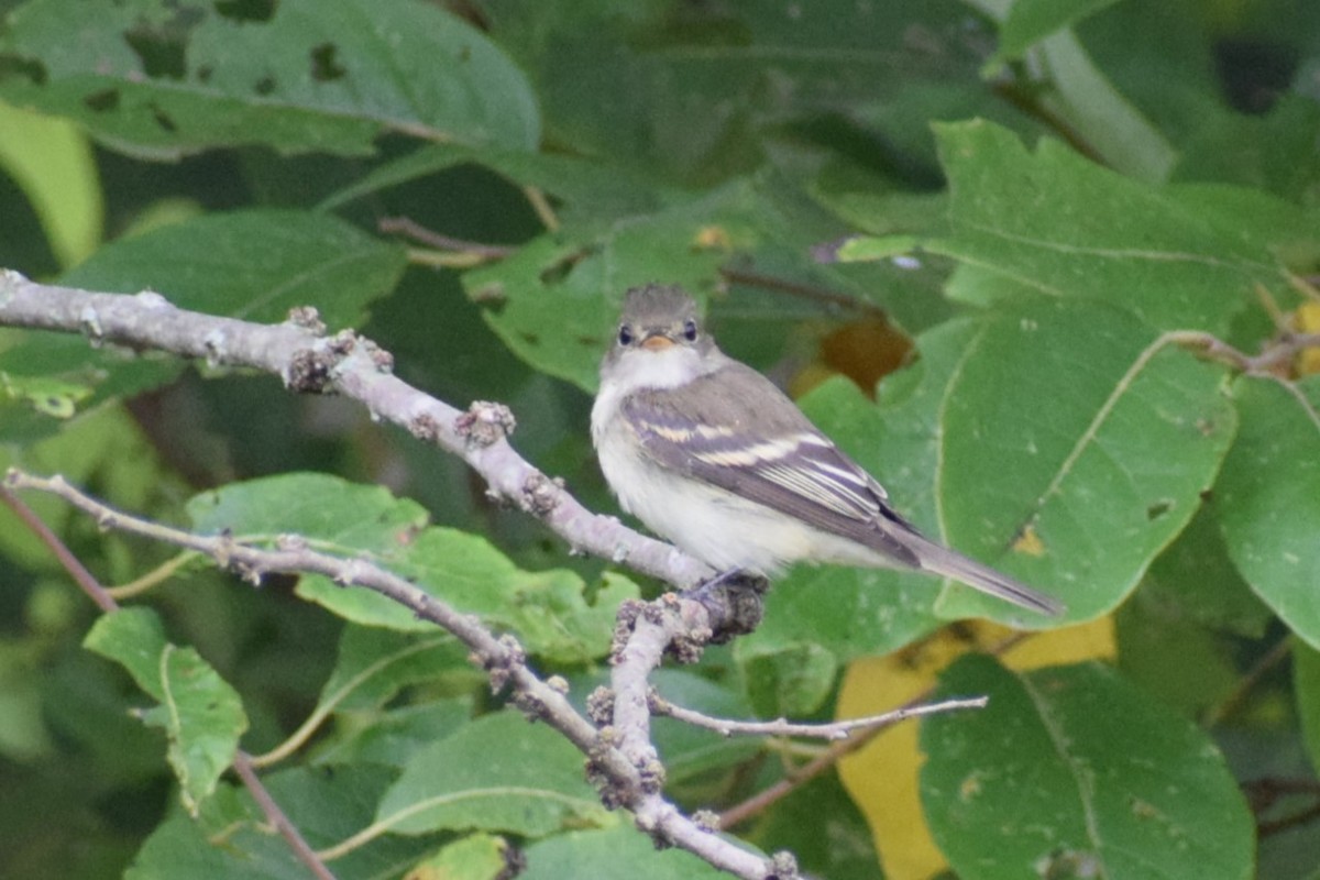 Alder/Willow Flycatcher (Traill's Flycatcher) - ML640888233