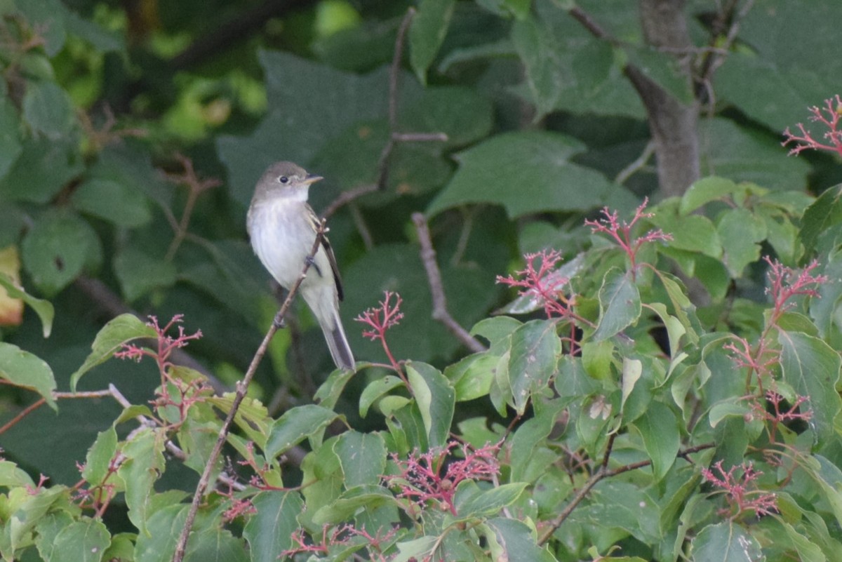 Alder/Willow Flycatcher (Traill's Flycatcher) - ML640888234