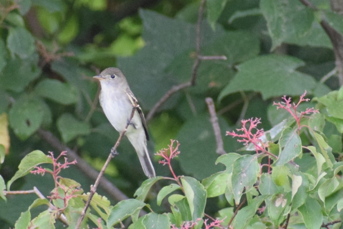 Alder/Willow Flycatcher (Traill's Flycatcher) - ML640888235