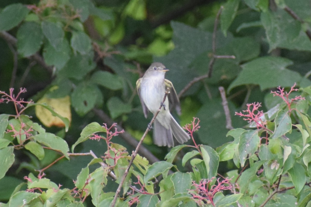 Alder/Willow Flycatcher (Traill's Flycatcher) - ML640888236