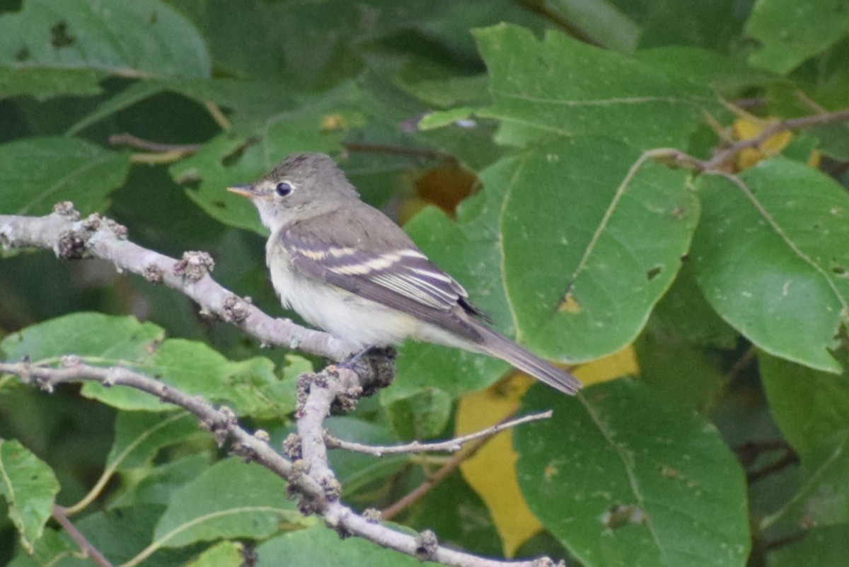 Alder/Willow Flycatcher (Traill's Flycatcher) - ML640888237