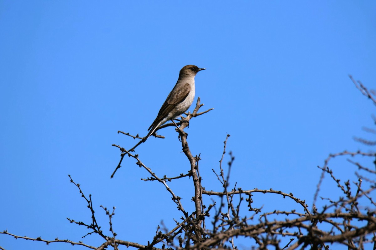 Dark-faced Ground-Tyrant - ML640888278
