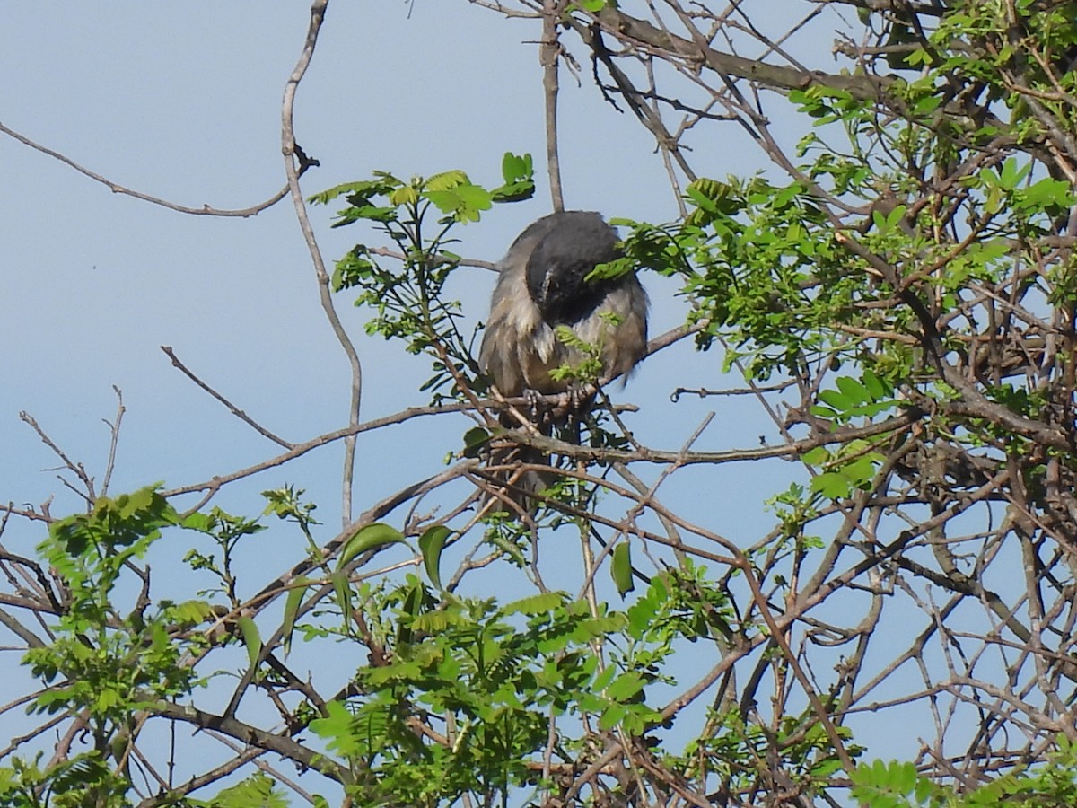 Cinnamon-bellied Saltator - ML640888280