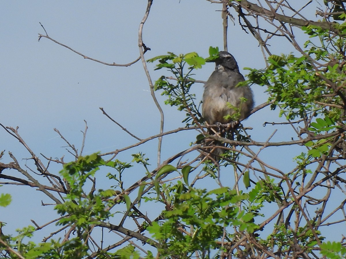 Cinnamon-bellied Saltator - ML640888281