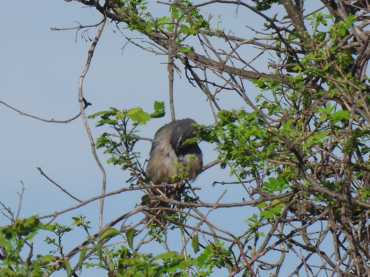 Cinnamon-bellied Saltator - ML640888282