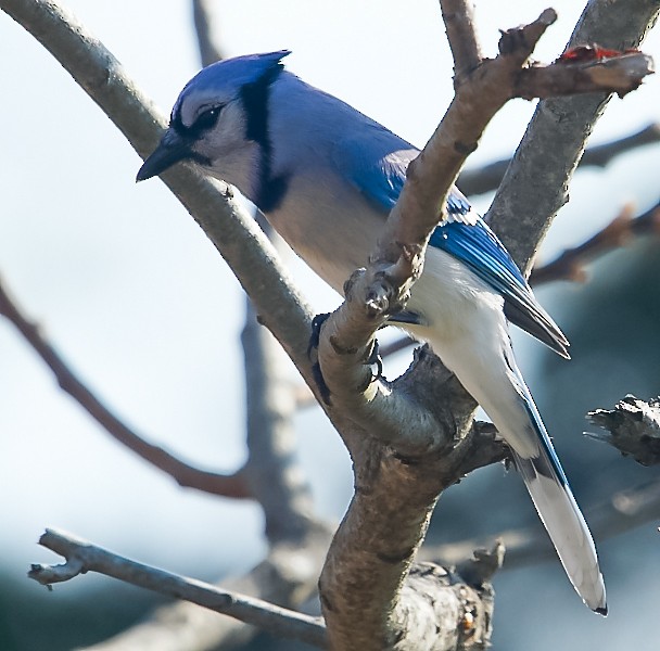 Blue Jay - ML640888350