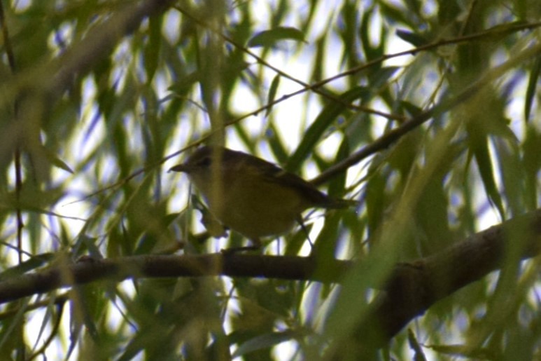 Bell's Vireo - ML640888361