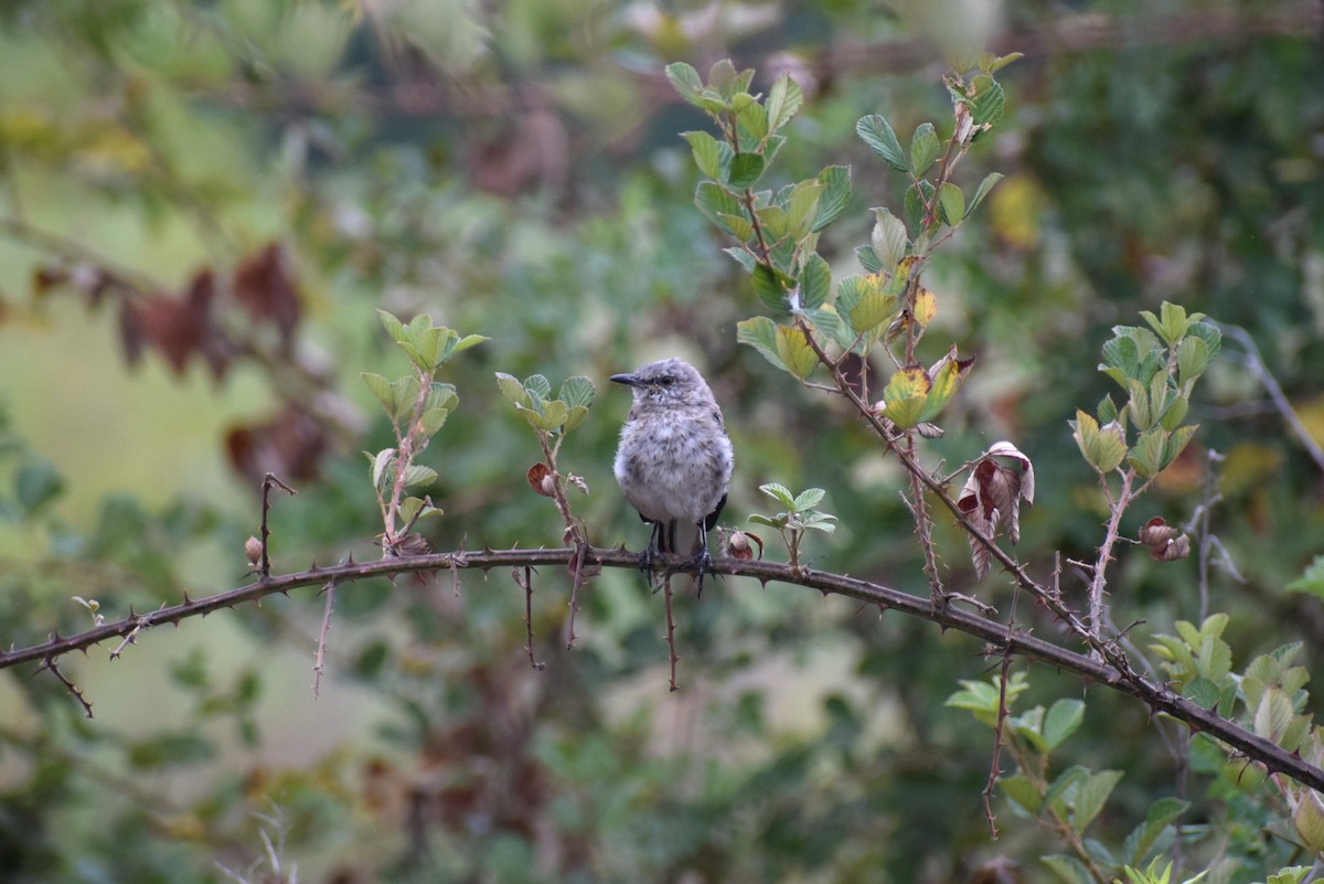 Northern Mockingbird - ML640888391
