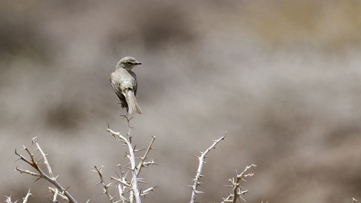 Pale Flycatcher - ML640888397