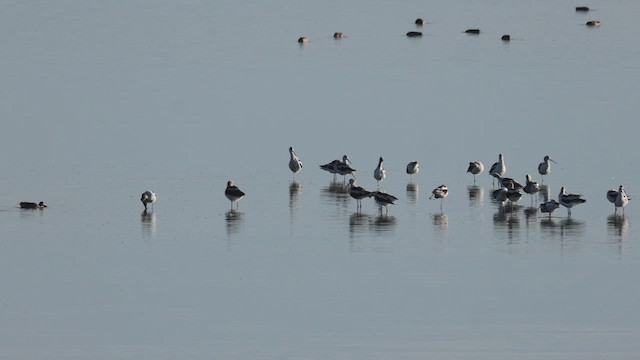 American Avocet - ML640888448
