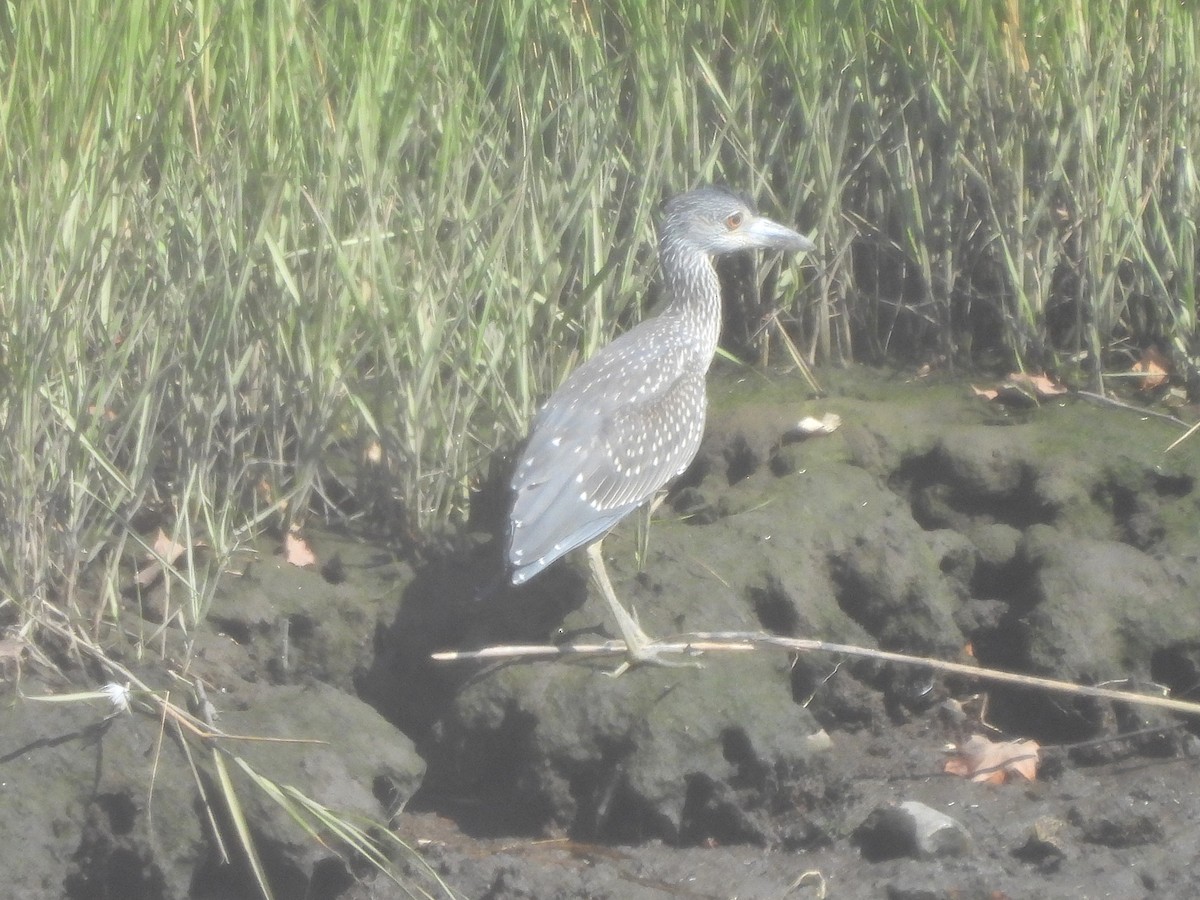 Yellow-crowned Night Heron - ML640888529