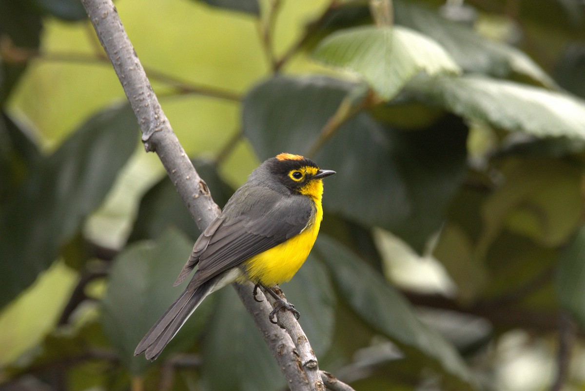 Spectacled Redstart - ML640888591
