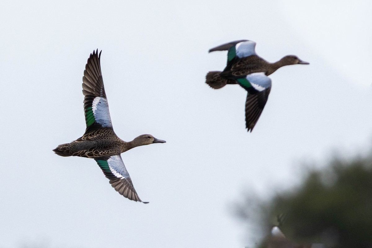 Blue-winged Teal - ML640888609